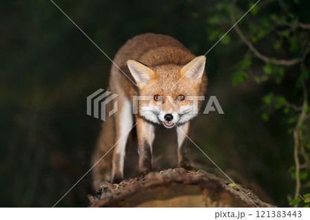 Portrait of a cute red fox standing on a tree in a forest at night Portrait of a cute red fox standing on a tree in a forest at night 121383443