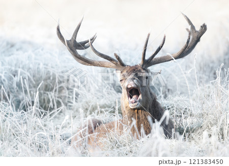 Red deer stag lying in frosty meadow in winter Red deer stag lying in frosty meadow in winter 121383450