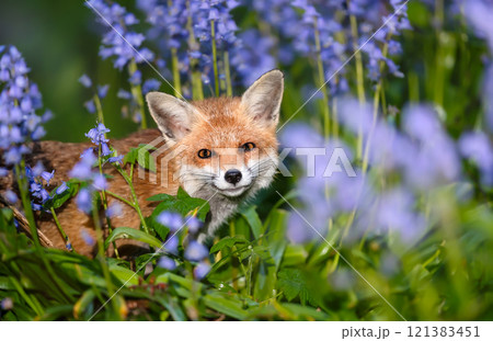 Portrait of a cute red fox amongst bluebells in spring Portrait of a cute red fox amongst bluebells in spring 121383451
