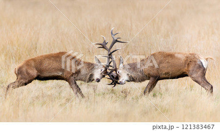 Red deer stags fighting during the rutting season in autumn 121383467