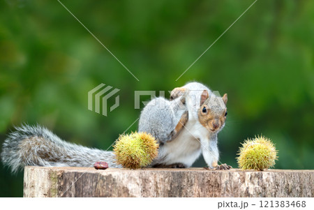 Grey squirrel scratching near sweet chestnuts on a tree stump in autumn 121383468