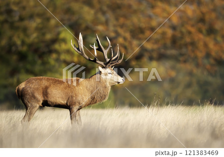 Red deer stag standing in grass during the rut in autumn 121383469