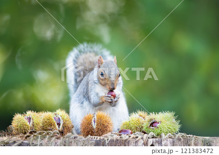 Grey squirrel eating sweet chestnut fruit on a tree stump in autumn 121383472