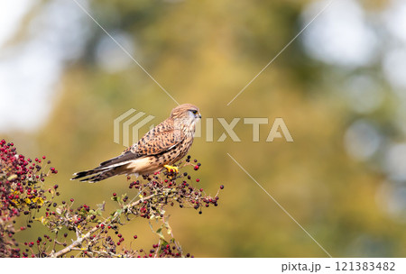 Common kestrel perched on a tree branch with red berries 121383482