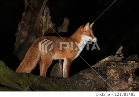 Portrait of a cute red fox standing on a tree in a forest at night 121383483