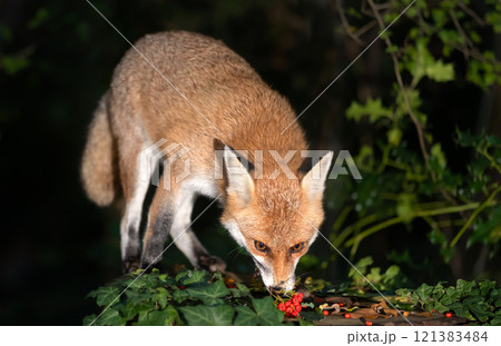 Red fox eating rowan berries on a tree stump in a forest at night 121383484