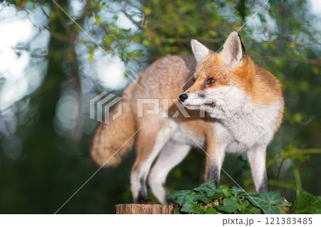 Portrait of a cute red fox standing on a tree stump in a forest 121383485