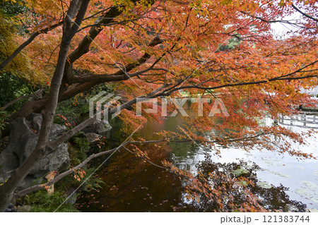 紅葉の徳川園 紅葉の徳川園 121383744