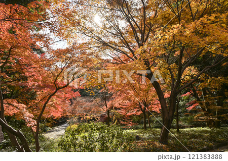 紅葉の徳川園 紅葉の徳川園 121383888