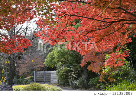 紅葉の徳川園 紅葉の徳川園 121383898