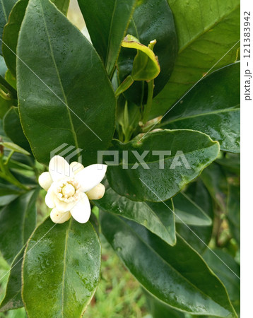 affir lime blossom on tree in the garden, stock photo 121383942