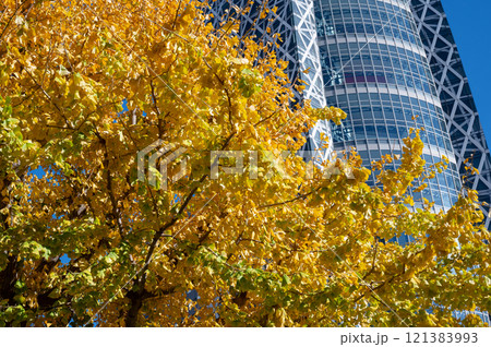 新宿の高層ビルと紅葉した街路樹の風景 新宿の高層ビルと紅葉した街路樹の風景 121383993