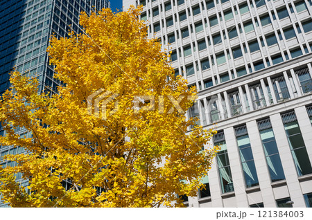 新宿の高層ビルと紅葉した街路樹の風景 121384003