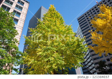 丸ノ内のビルと紅葉した街路樹の風景 丸ノ内のビルと紅葉した街路樹の風景 121384037