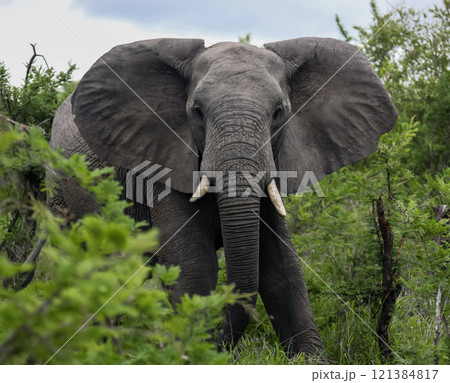 Aggressive young elephant walks through thicket of prickly acacia in the African bush. Aggressive young elephant walks through thicket of prickly acacia in the African bush. 121384817