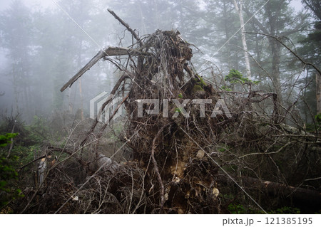 倒木 倒木 121385195