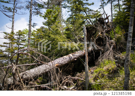 倒木 倒木 121385198