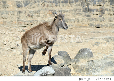 ヒマラヤタール 121385564