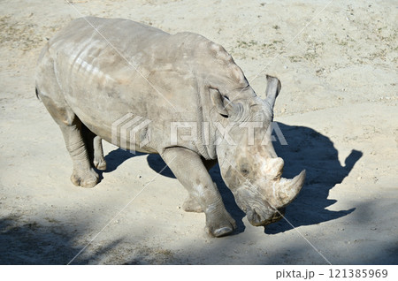 ミナミシロサイ 121385969