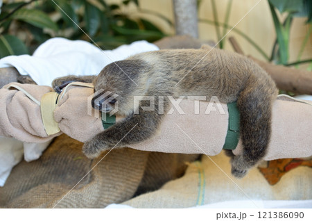 フタユビナマケモノの赤ちゃん フタユビナマケモノの赤ちゃん 121386090