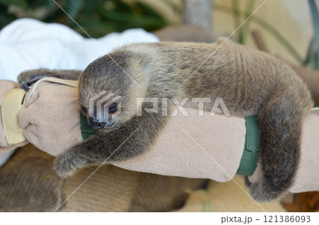 フタユビナマケモノの赤ちゃん 121386093