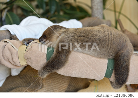 フタユビナマケモノの赤ちゃん フタユビナマケモノの赤ちゃん 121386096