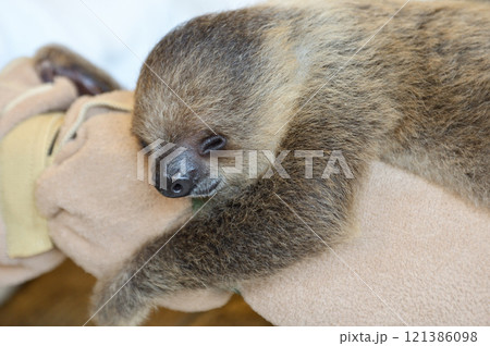 フタユビナマケモノの赤ちゃん 121386098