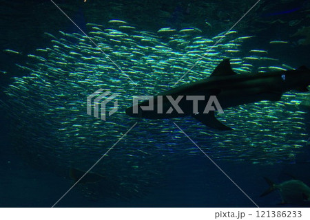 泳ぐサメとイワシ 121386233