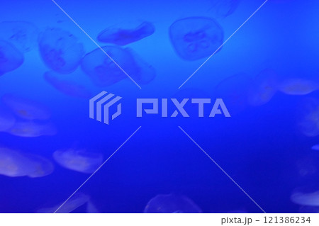 漂うクラゲ 121386234