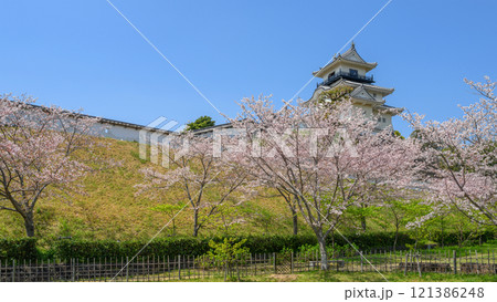 桜に囲まれた春の掛川城天守 121386248