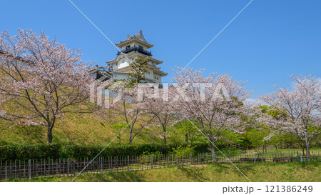 桜に囲まれた春の掛川城天守 121386249