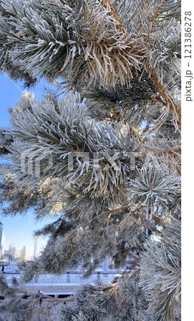 A vertical close-up photo of spruce branches covered with frost. A vertical close-up photo of spruce branches covered with frost. 121386278