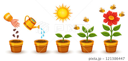 Flower plant growth stage, houseplant growing process, garden blooming herb life cycle set. Agriculture green sprout development process. Botanical evolution from seedling to blossom sapling vector 121386447