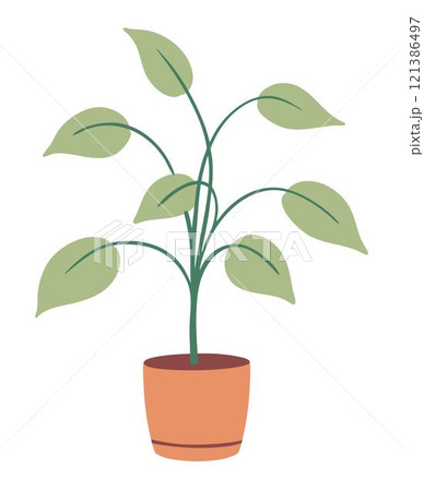 Green plant in a pot Green plant in a pot 121386497