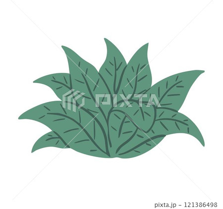 Green plant on white background 121386498