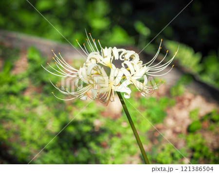 白い彼岸花のある風景 白い彼岸花のある風景 121386504