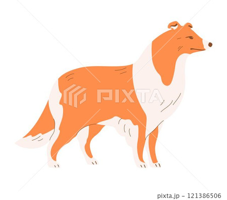 Scottish Shepherd Collie on white background 121386506