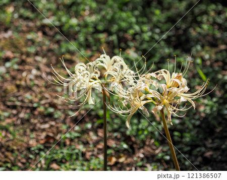 白い彼岸花のある風景 121386507