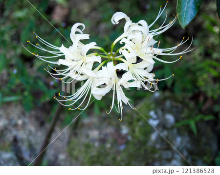 白い彼岸花のある風景 白い彼岸花のある風景 121386528