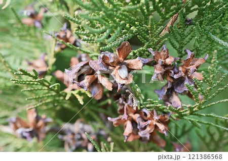 コノテガシワのタネ・薬用・柏子仁(ハクシニン) コノテガシワのタネ・薬用・柏子仁(ハクシニン) 121386568