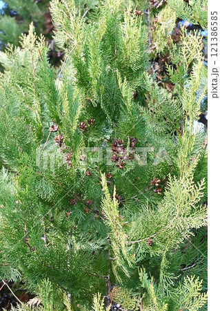 コノテガシワのタネ 121386585