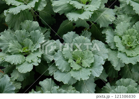 Chinese mustard green in an organic garden Chinese mustard green in an organic garden 121386830