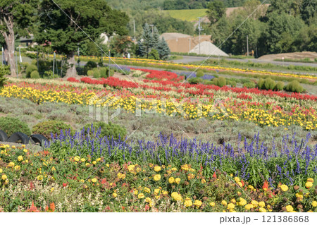 【美瑛町 ゼルブの丘から秋の花風景】 【美瑛町 ゼルブの丘から秋の花風景】 121386868