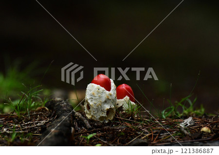 卵のようなタマゴタケ 卵のようなタマゴタケ 121386887