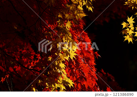 晩秋の朝のモミジ 121386890