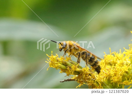 キンケハラナガツチバチ キンケハラナガツチバチ 121387020