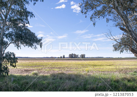 Landscape in Argentina , eucalyptus tree and pasture fields Landscape in Argentina , eucalyptus tree and pasture fields 121387053