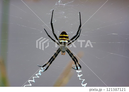 コガネグモ コガネグモ 121387121