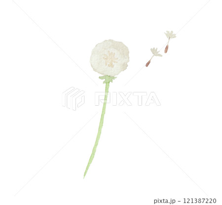 水彩絵の具で描いた春の野原の花 たんぽぽの綿毛 121387220