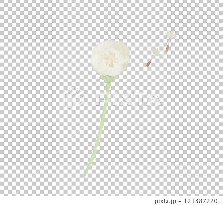 水彩絵の具で描いた春の野原の花 たんぽぽの綿毛 121387220